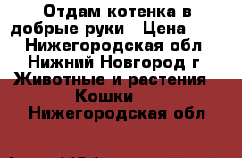 Отдам котенка в добрые руки › Цена ­ 10 - Нижегородская обл., Нижний Новгород г. Животные и растения » Кошки   . Нижегородская обл.